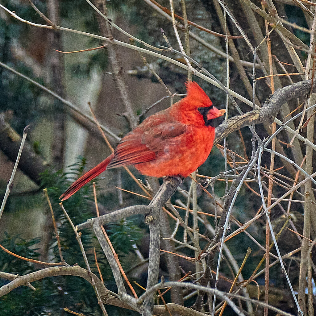 Bright Cardinal by gardencat