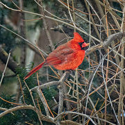 22nd Jan 2024 - Bright Cardinal