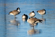 22nd Jan 2024 - Canada Geese 