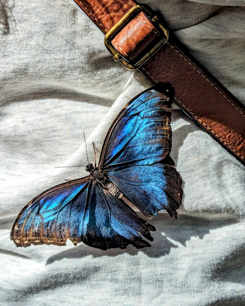 Butterfly  by skuland