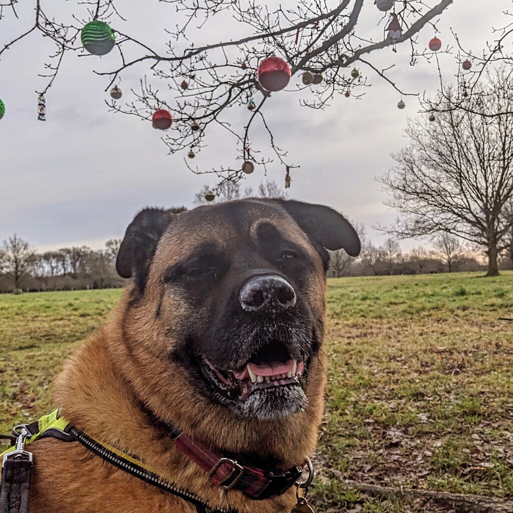 Christmas Bear  by bulldog