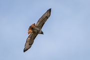 22nd Jan 2024 - Red Tailed Hawk