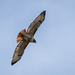 Red Tailed Hawk by kvphoto