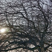 Winter sun by larrysphotos