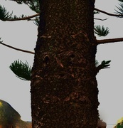 23rd Jan 2024 -  Face...In A Norfolk Island Pine Tree ~