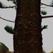  Face...In A Norfolk Island Pine Tree ~ by happysnaps