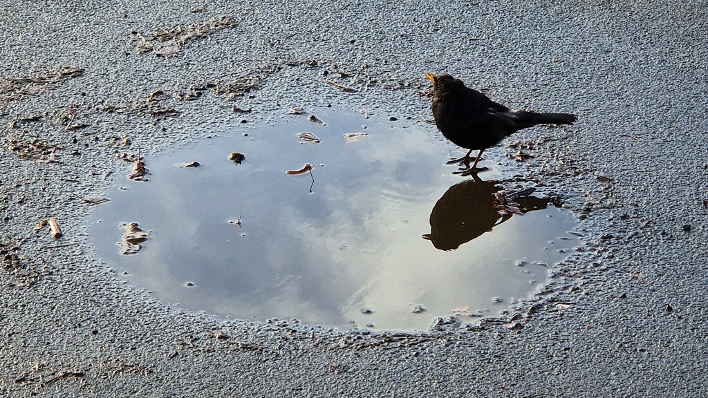 Bird in a puddle by bunnymadmeg