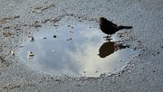 20th Jan 2024 - Bird in a puddle