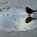 Bird in a puddle by bunnymadmeg