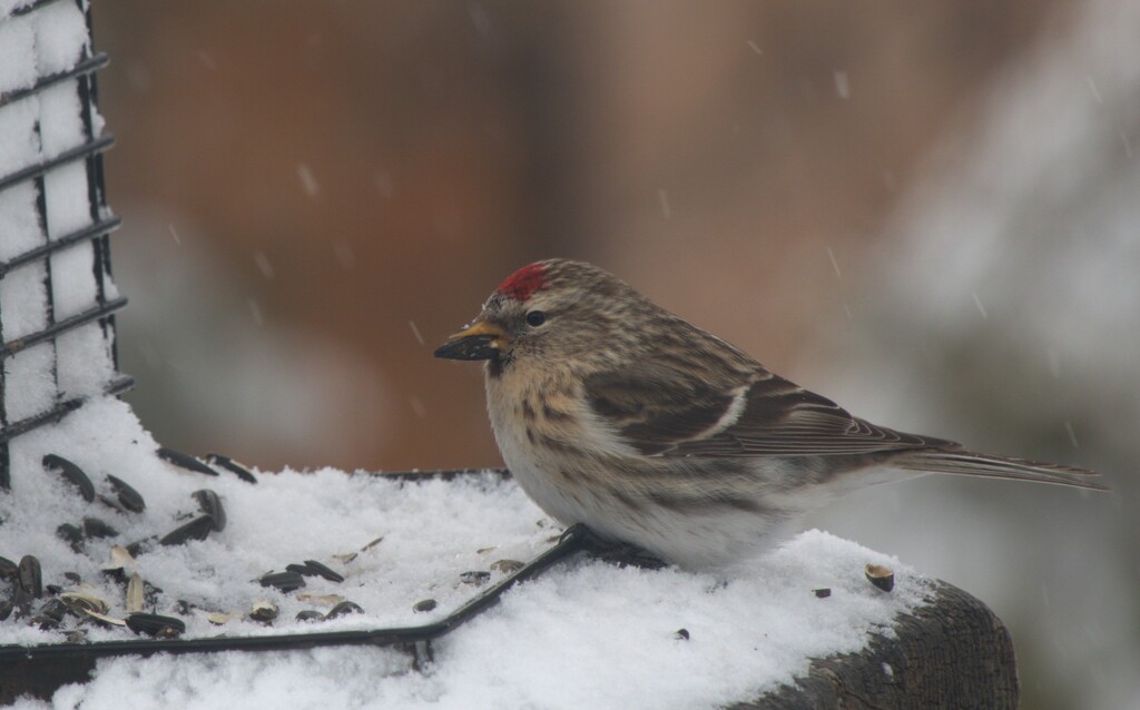Common Red Poll  by radiogirl