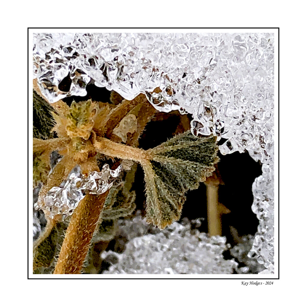 Weed and Ice - Macro by kbird61