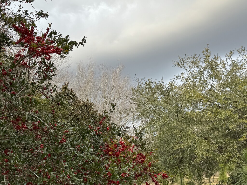 Winter afternoon and holly berries by congaree