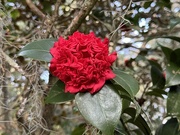 22nd Jan 2024 - Radiant red camellia