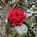Radiant red camellia by congaree