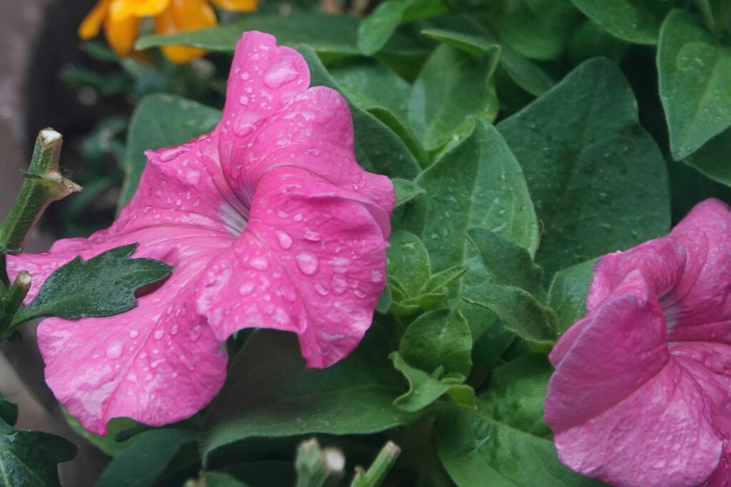 1 21 Petunias with raindrops by sandlily
