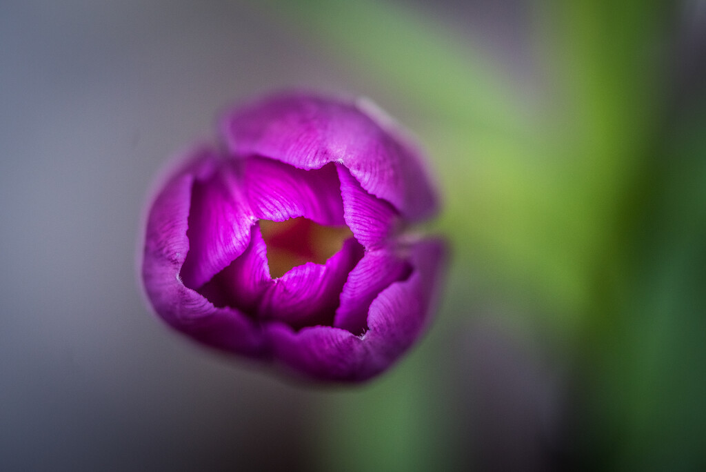 Purple Tulip by kwind