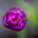 Purple Tulip by kwind