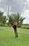 22nd Jan 2024 - Xanthorrhoea (Grass Tree)