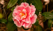 22nd Jan 2024 - A Different Color Camellia Today!