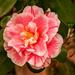 A Different Color Camellia Today! by rickster549