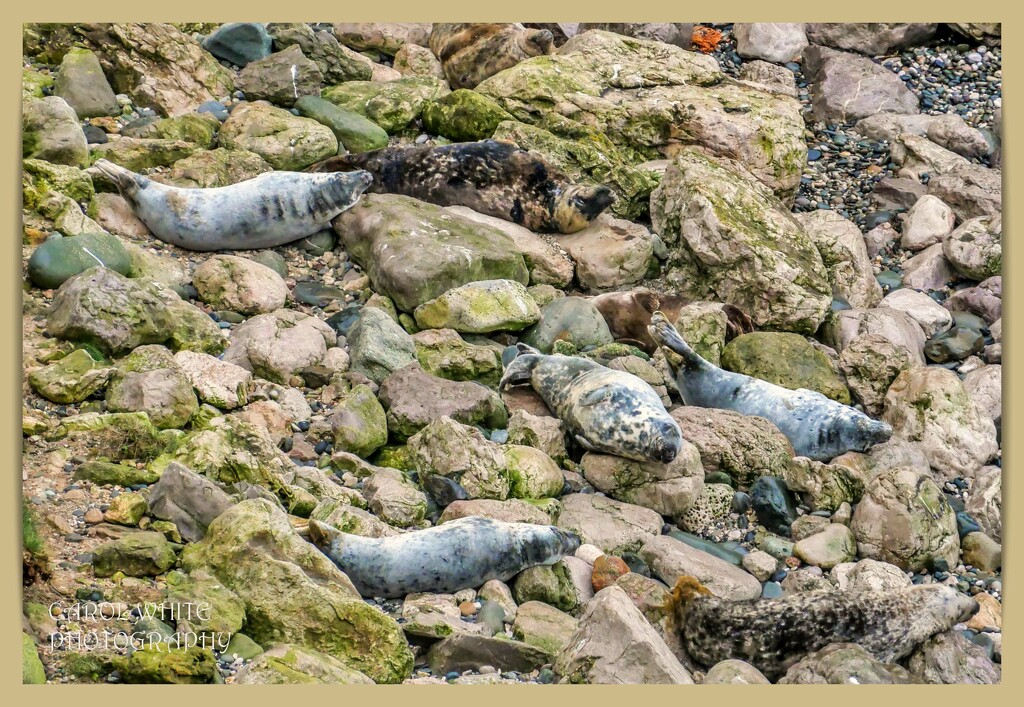 Resting Grey Seals,Angel Bay,North Wales by carolmw