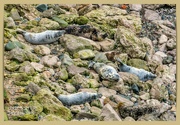 23rd Jan 2024 - Resting Grey Seals,Angel Bay,North Wales
