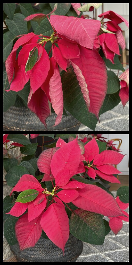 Don’t forget!  Water the poinsettias! by johnfalconer