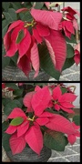 22nd Jan 2024 - Don’t forget!  Water the poinsettias!
