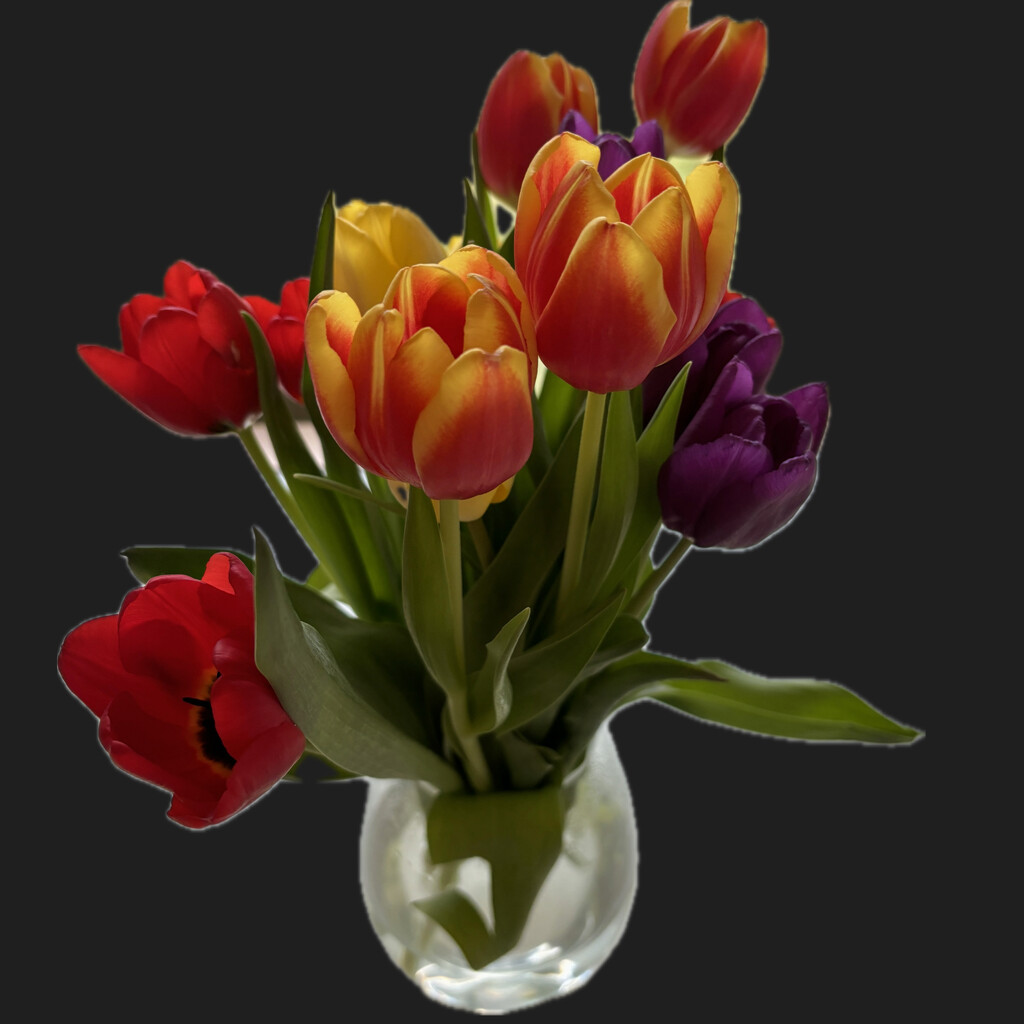 Tulip time by lizgooster