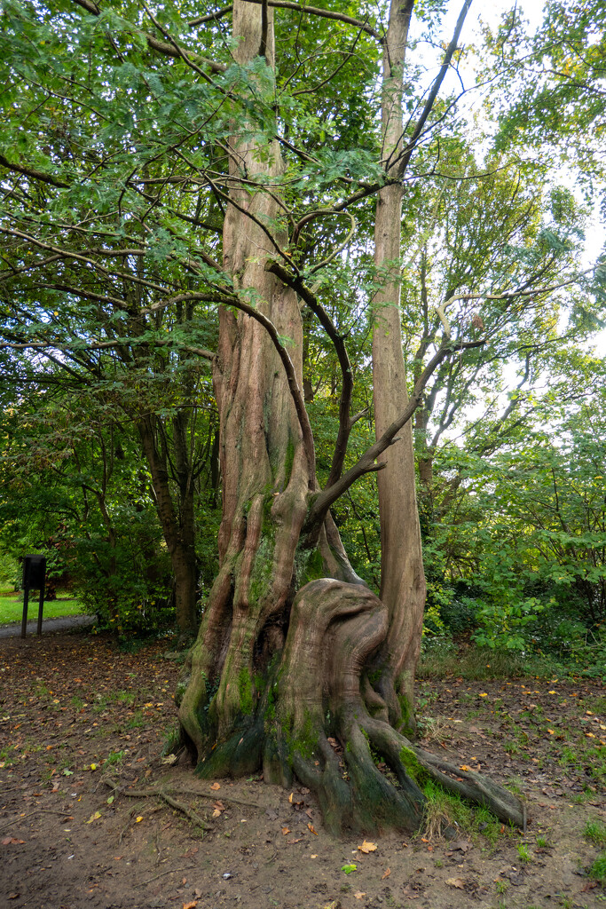 wiggly tree by susie1205