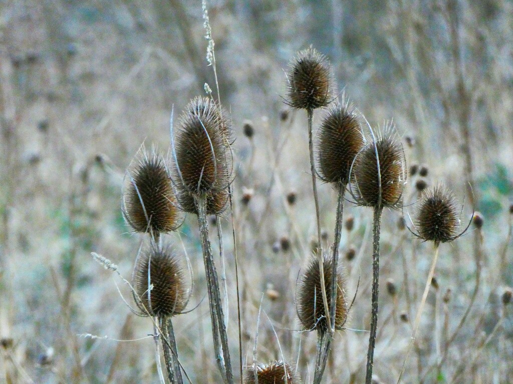 Teasels by redandwhite