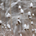 Snow on teasels by mittens