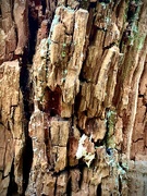 17th Jan 2024 - Tree bark