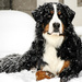 Gunnar - THE Bernese Mountain Dog by ggshearron