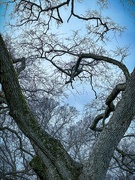 23rd Jan 2024 - Tree Frame