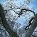 Tree Frame by shutterbug49
