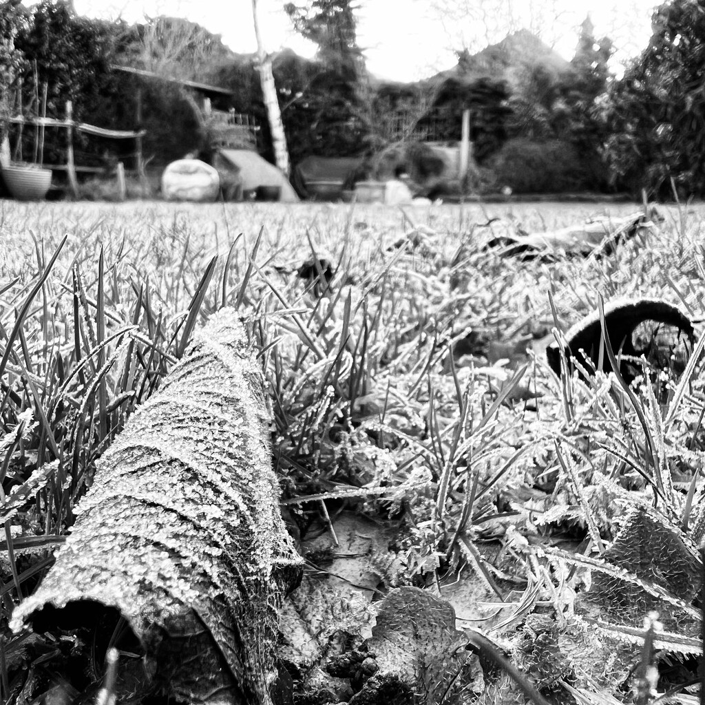 Frost by chrispenfold