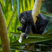 22nd Jan 2024 - Howler Monkey from last years trip to Belize.  