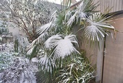 18th Jan 2024 - Beautiful snowy morning… 