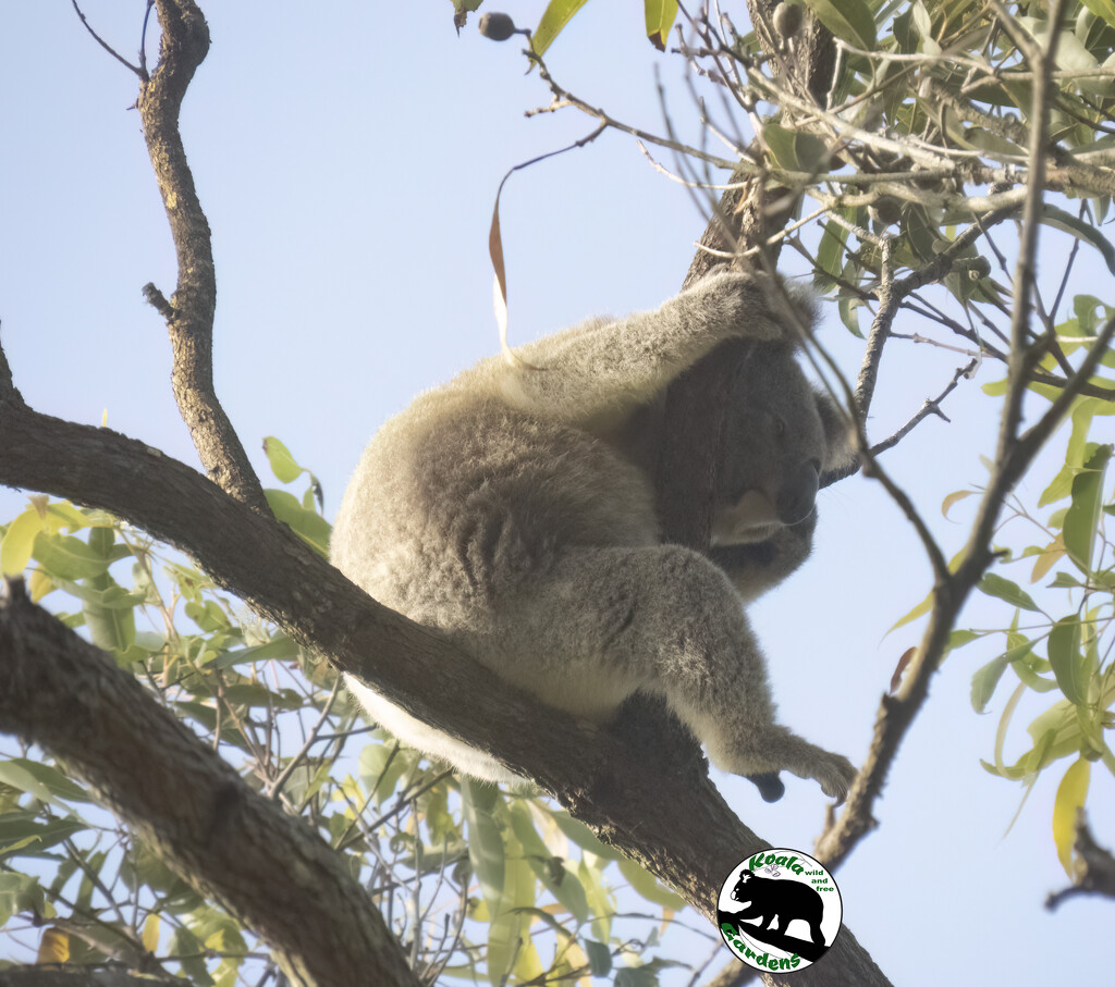 just hangin around by koalagardens