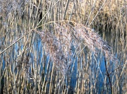 23rd Jan 2024 - Dancing in the wind!