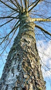20th Jan 2024 - Lichens on a tree
