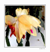 23rd Jan 2024 - Yellow Cactus Bloom