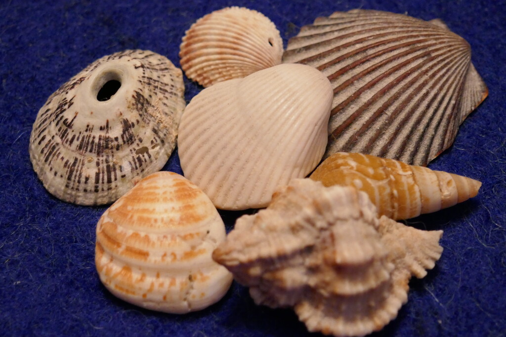 Shells.  by dolores