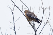 23rd Jan 2024 - Another hawk