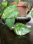 23rd Jan 2024 - More Pothos