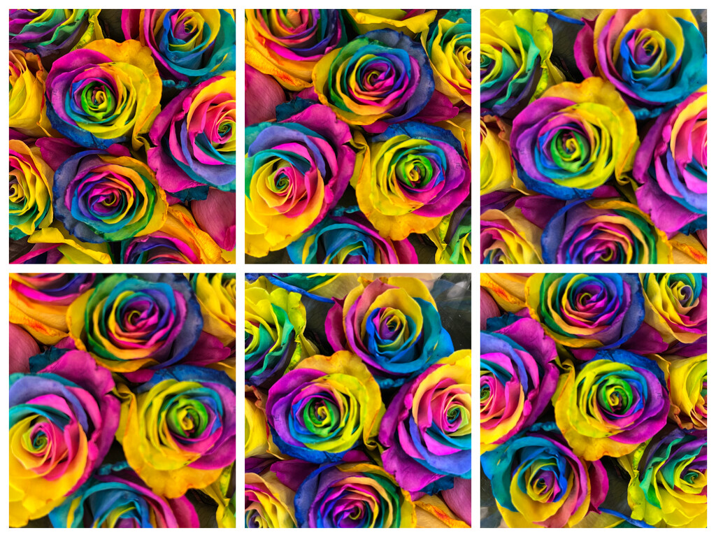 Rainbow Rose  by pdulis