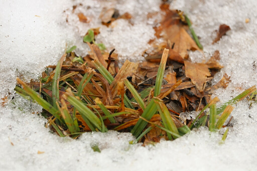 January 23: The grass is showing! by daisymiller