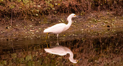 23rd Jan 2024 - Snowy Egret on the Prowl!