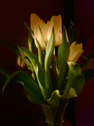 23rd Jan 2024 - Evening Tulips
